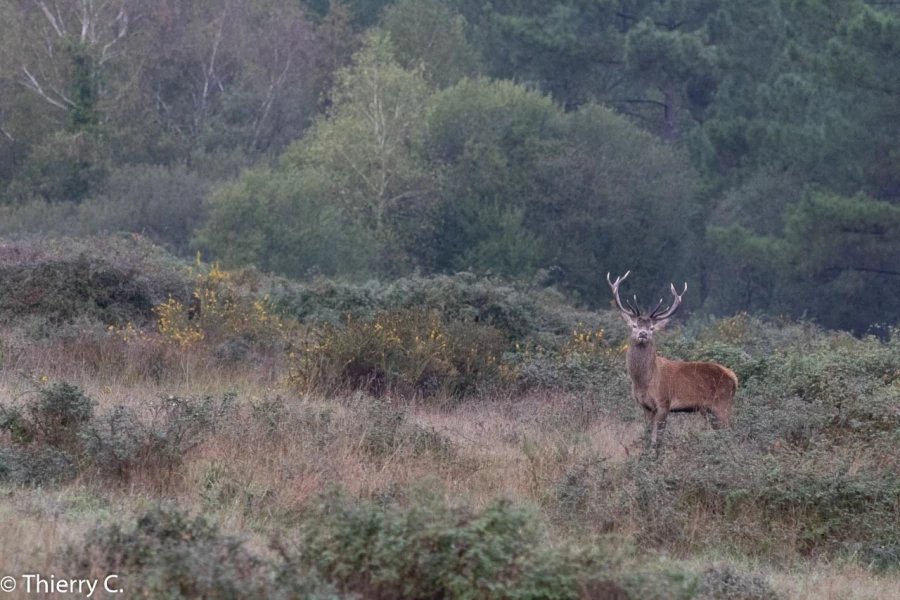 300 brame du cerf 2020 photo de thierry c