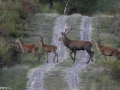 303 brame du cerf 2020 photo de thierry c