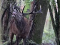 305 brame du cerf 2020 photo de thierry c