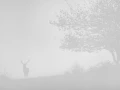 Cerf dans le brouillard pendant le brame du cerf.