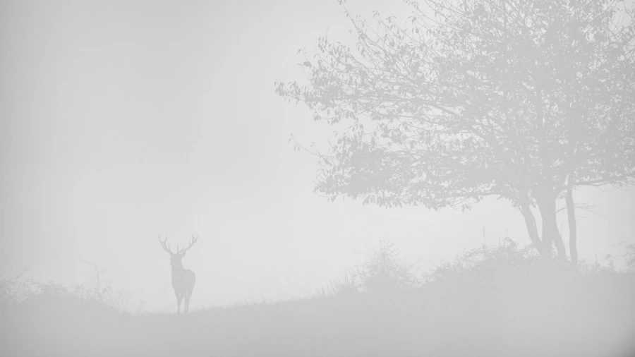 Red Deer Stag in the fog during the rut of the deer.