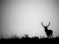 Silhouette de cerf pendant le brame du cerf. 