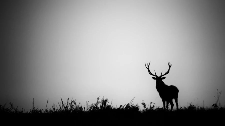 Silhouette de cerf pendant le brame du cerf. 