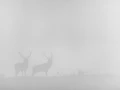 Cerf dans le brouillard pendant le brame du cerf.