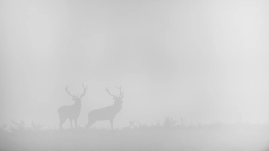 Cerf dans le brouillard pendant le brame du cerf.