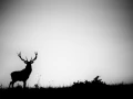 Silhouette de cerf pendant le brame du cerf. 
