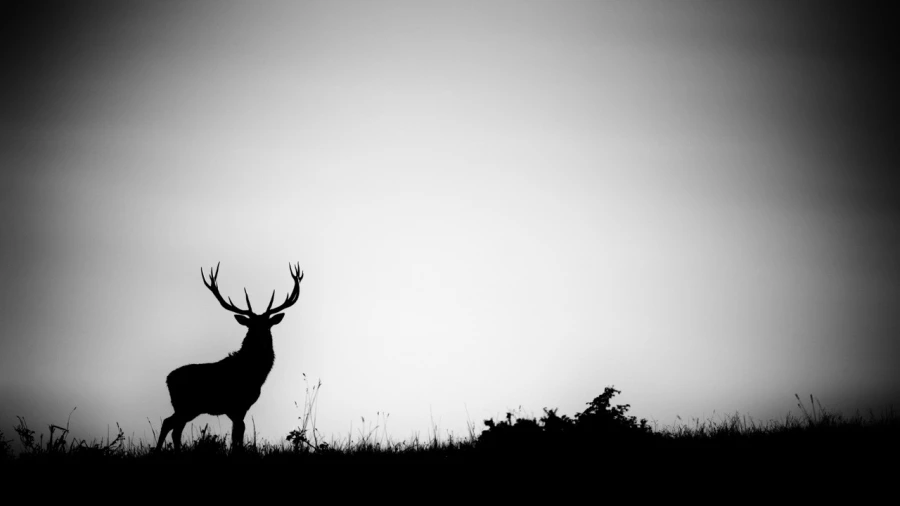 Silhouette de cerf pendant le brame du cerf. 