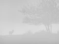 Cerf dans le brouillard pendant le brame du cerf.