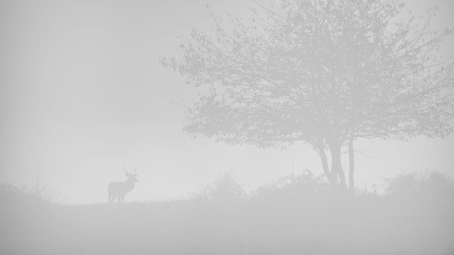 Cerf dans le brouillard pendant le brame du cerf.