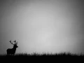 Silhouette de cerf pendant le brame du cerf. 