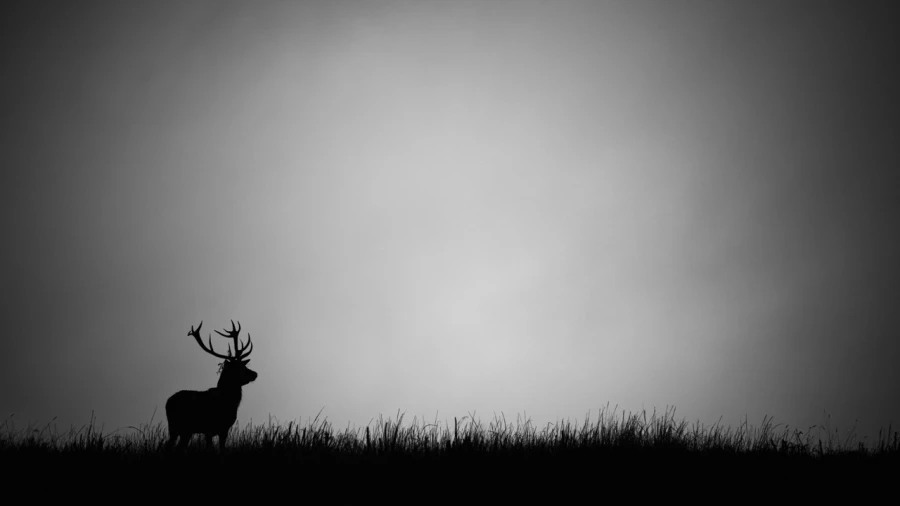 Silhouette de cerf pendant le brame du cerf. 
