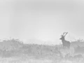 Cerf dans le brouillard pendant le brame du cerf.