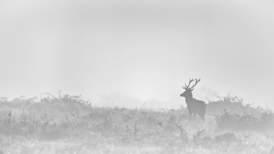 Cerf dans le brouillard pendant le brame du cerf.