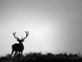 Silhouette de cerf pendant le brame du cerf. 