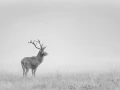Cerf dans le brouillard pendant le brame du cerf.