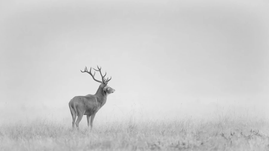 Cerf dans le brouillard pendant le brame du cerf.