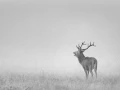 Cerf dans le brouillard pendant le brame du cerf.
