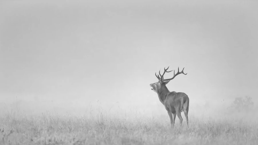 Cerf dans le brouillard pendant le brame du cerf.