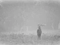 Cerf dans le brouillard pendant le brame du cerf.
