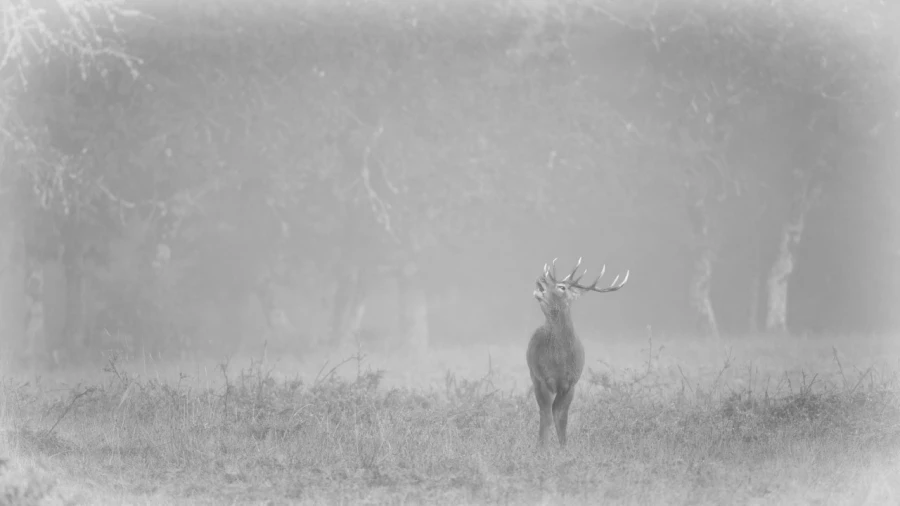 Cerf dans le brouillard pendant le brame du cerf.