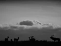 Silhouette de cerf pendant le brame du cerf. 