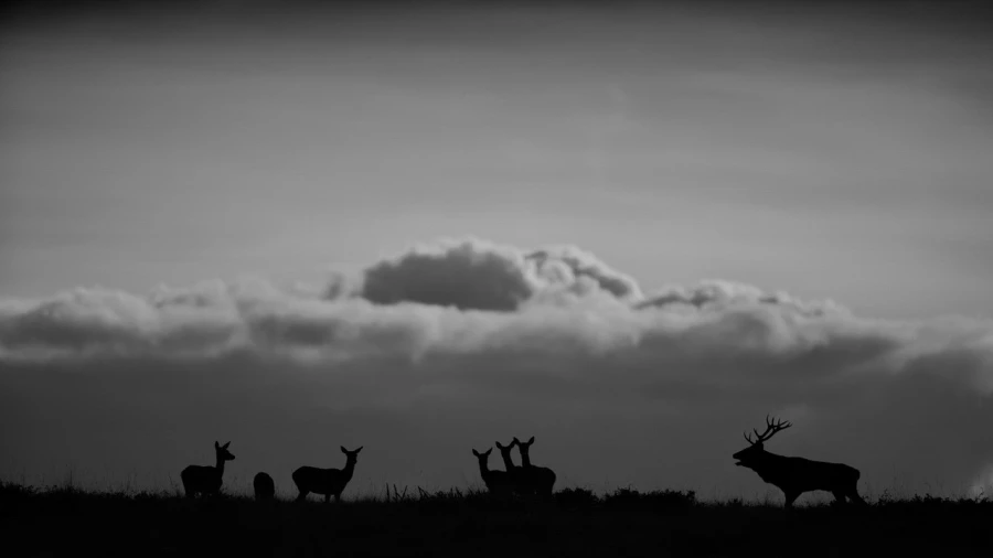 Silhouette de cerf pendant le brame du cerf. 