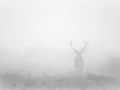 Cerf dans le brouillard pendant le brame du cerf.