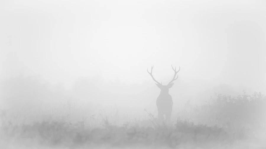 Cerf dans le brouillard pendant le brame du cerf.