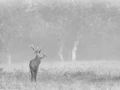 Cerf dans le brouillard pendant le brame du cerf.