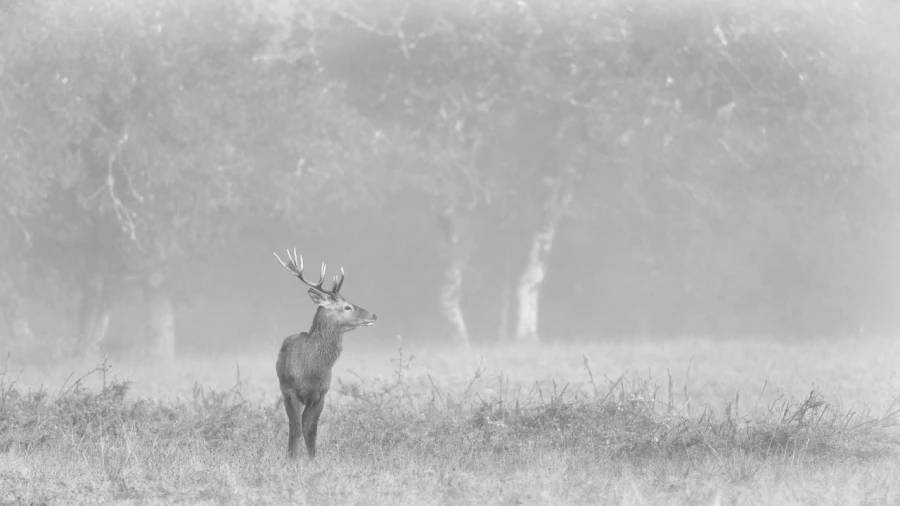Cerf dans le brouillard pendant le brame du cerf.