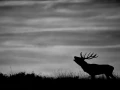 Silhouette de cerf pendant le brame du cerf. 