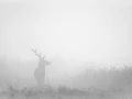 Cerf dans le brouillard pendant le brame du cerf.