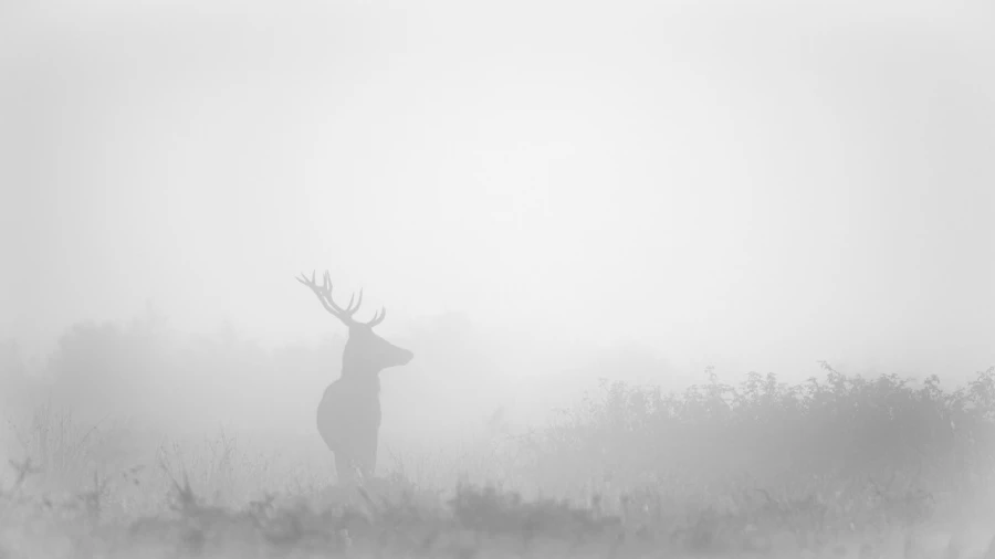 Cerf dans le brouillard pendant le brame du cerf.