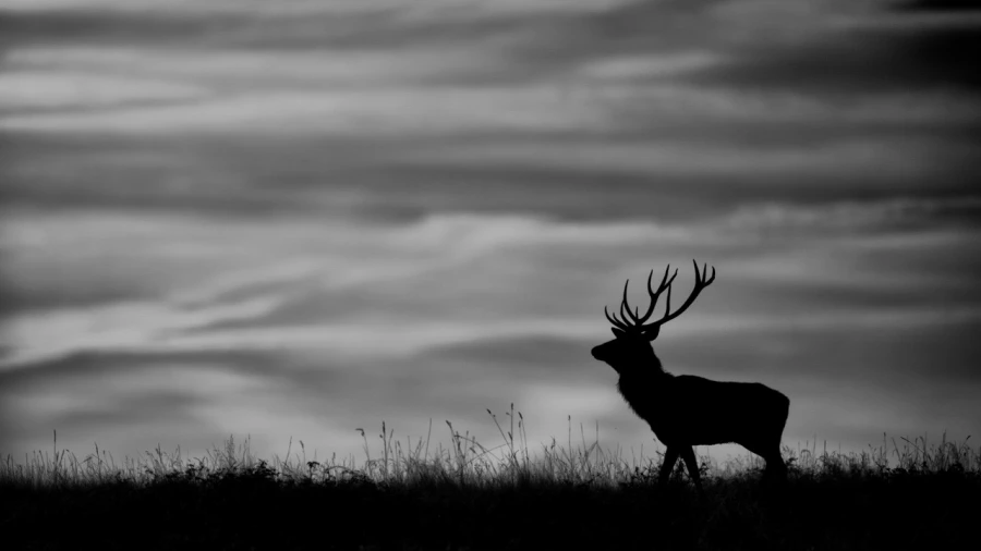 Silhouette de cerf pendant le brame du cerf. 