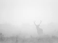 Cerf dans le brouillard pendant le brame du cerf.