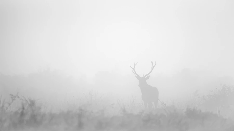 Cerf dans le brouillard pendant le brame du cerf.