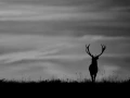 Silhouette de cerf pendant le brame du cerf. 