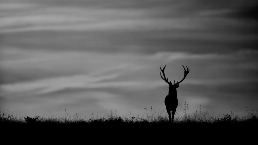 Silhouette de cerf pendant le brame du cerf. 