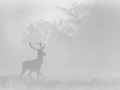 Cerf dans le brouillard pendant le brame du cerf.