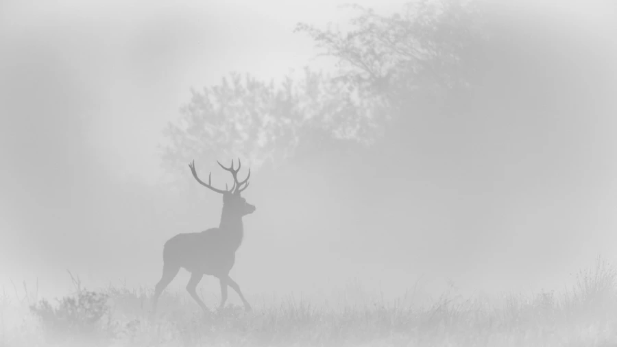 Cerf dans le brouillard pendant le brame du cerf.