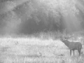 Cerf dans le brouillard pendant le brame du cerf.