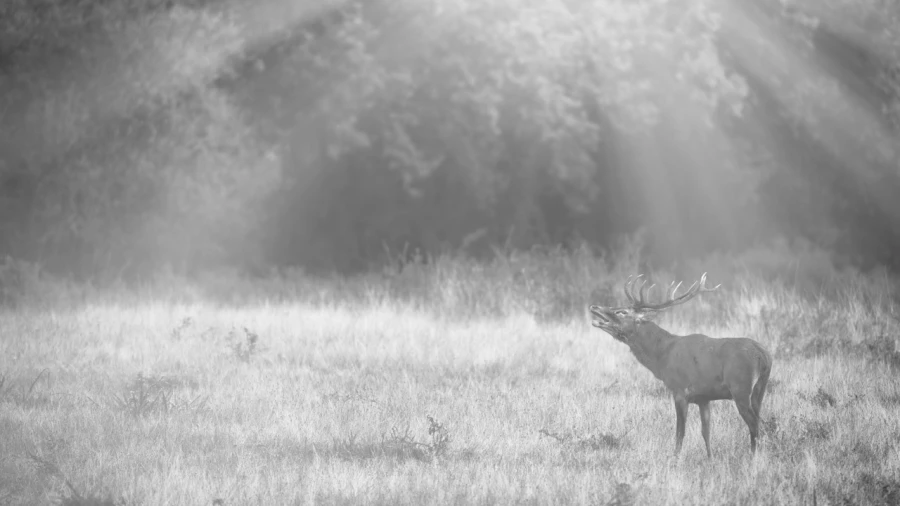 Cerf dans le brouillard pendant le brame du cerf.