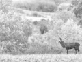 Cerf dans le brouillard pendant le brame du cerf.