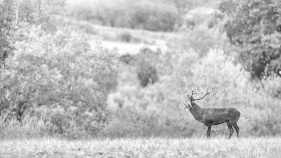 Cerf dans le brouillard pendant le brame du cerf.