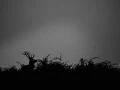 Silhouette de cerf pendant le brame du cerf. 