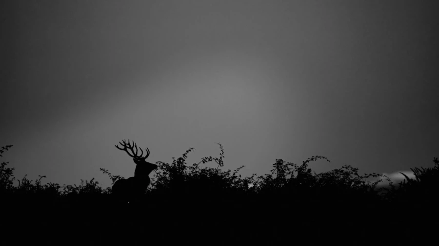Silhouette de cerf pendant le brame du cerf. 