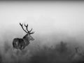 Cerf dans le brouillard pendant le brame du cerf.