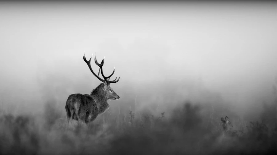 Cerf dans le brouillard pendant le brame du cerf.