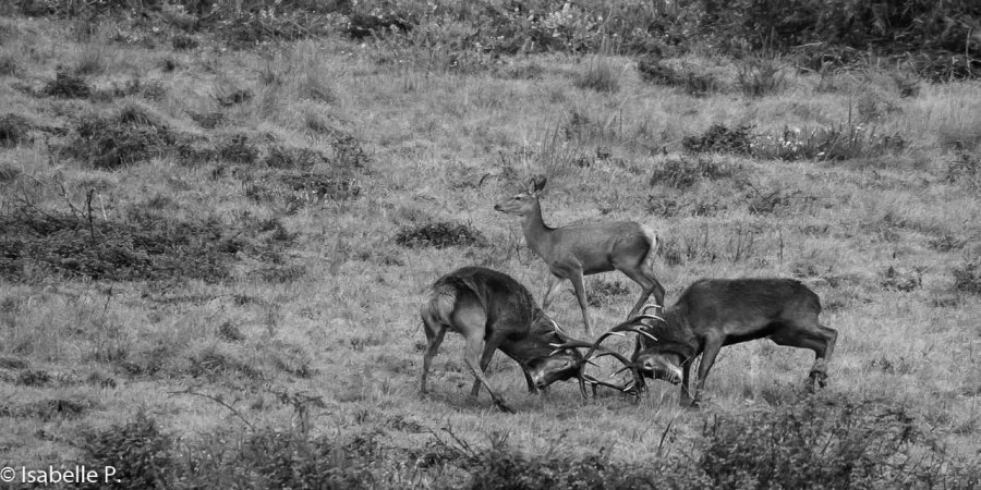 156 brame du cerf 2020 photo de isabelle p