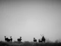 Cerf dans le brouillard pendant le brame du cerf.